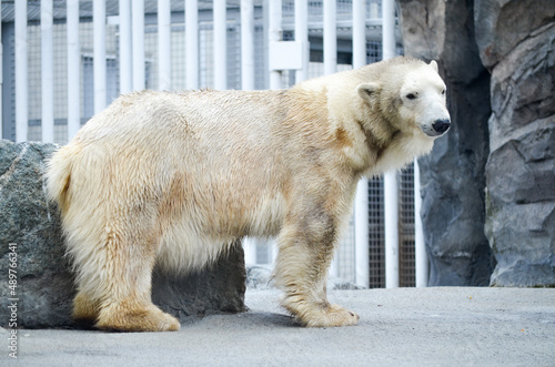 Spectacular polar bear standing rock and bars background in zoo.