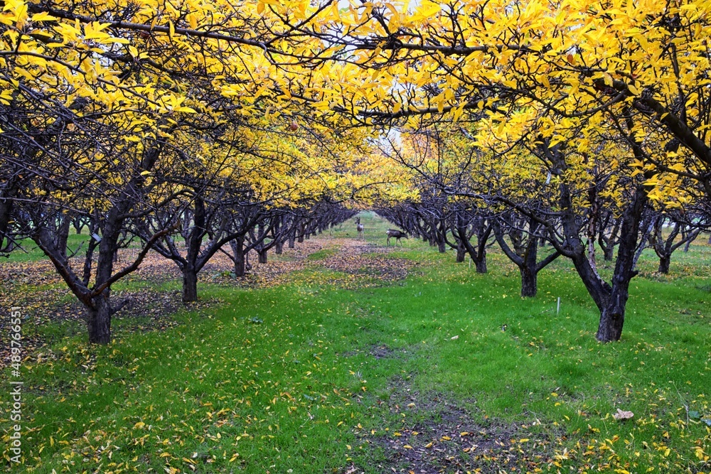 Naklejka premium Apple tree orchard bright yellow autumn fall leaves in Provo Utah County along the Wasatch Front Rocky Mountains. USA. 