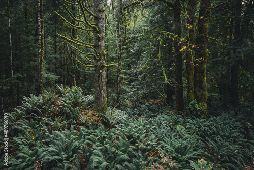 Sword ferns and moss covered trees in a temparate rainforest