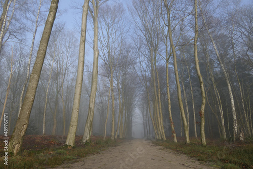 footpath in misty forest 
