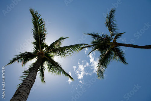 Palm trees on blue sky, palm at tropical coast, coconut tree. Palms wallpaper.