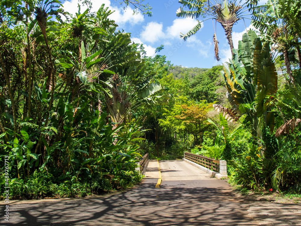 Relaxing path and foot bridge in a public horticultural garden in Hawaii