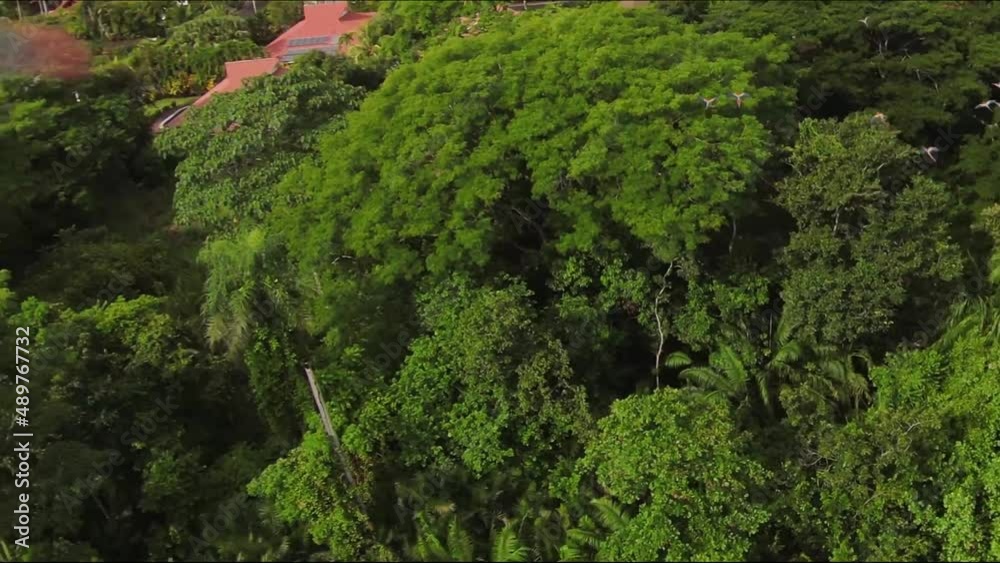 Macaws taking of from a tree Macaws taking of from a tree