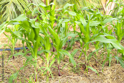 Corn fields from nature background. Zea mays