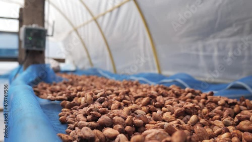 Cocoa beans drying process by sunlight in the seed solar dryer greenhouse with the intelligent control device.