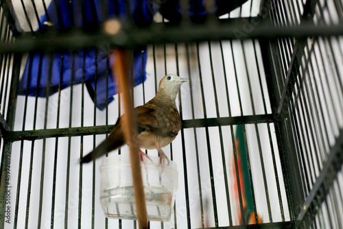 Turtledove bird in a cage, Perkutut is an endemic bird from Indonesia. photo