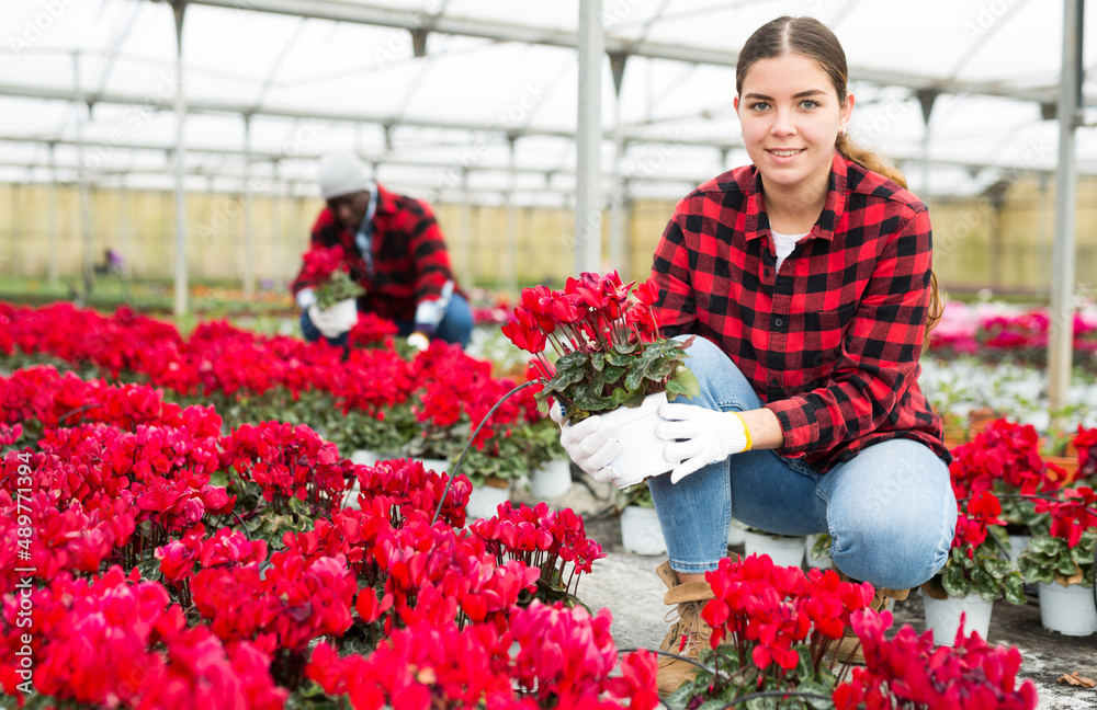 Young woman caring for cyclamen flowers in a greenhouse