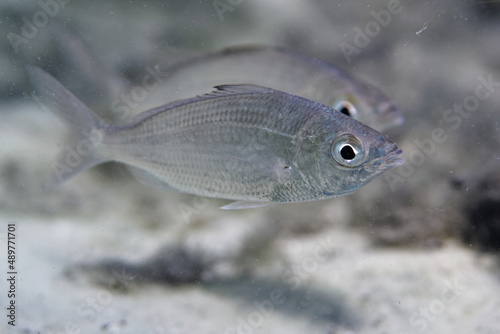 Quadro su tela Macro shot of wild, small Silver Jenny Mojarras (Eucinostomus harengulus) shot in 15 feet of water in a central Florida spring