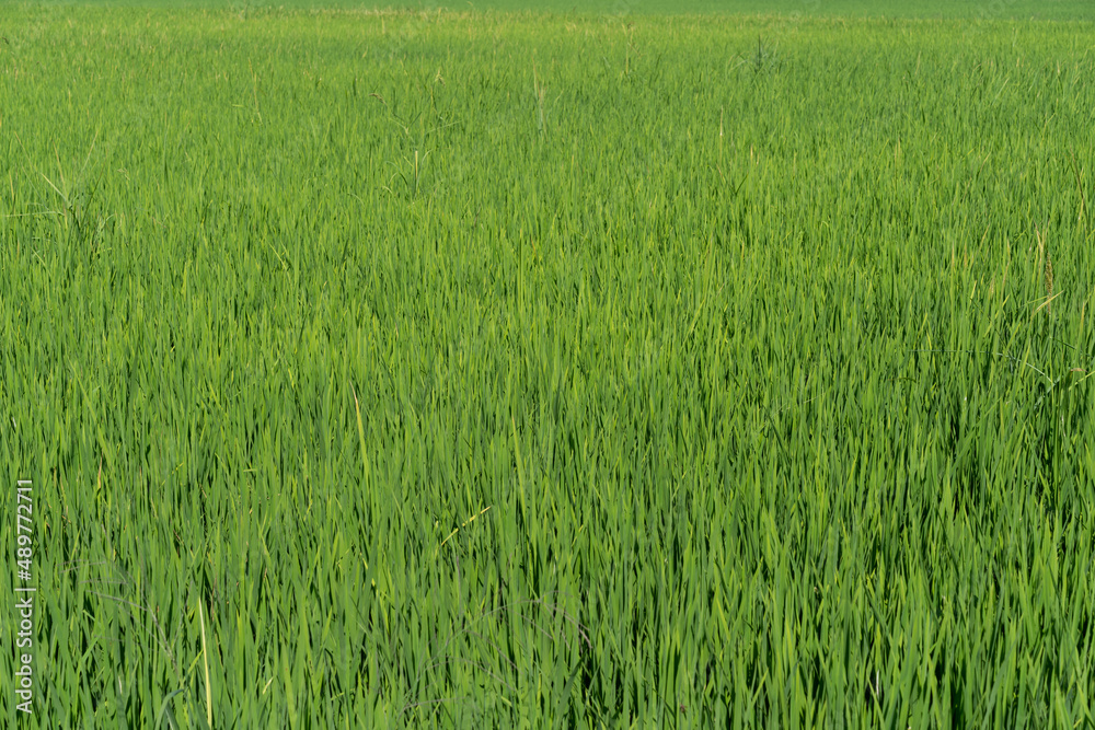 Green rice seedlings that are growing out of a grain of rice. rice field in water season. Green rice seedlings that are growing out of a grain of rice. rice field in water season.