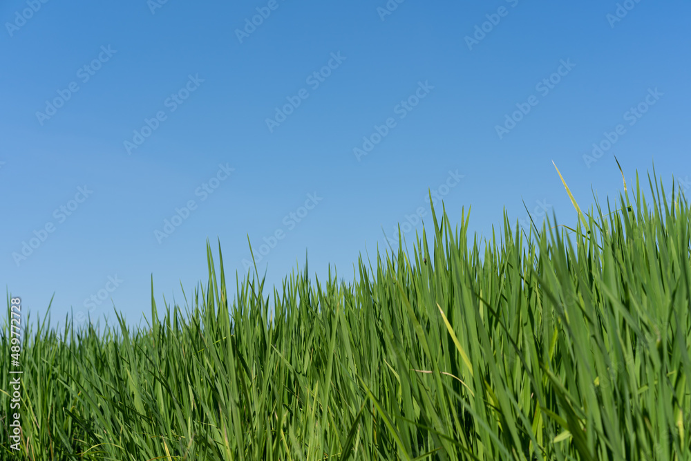 Green rice seedlings that are growing out of a grain of rice. rice field in water season. Green rice seedlings that are growing out of a grain of rice. rice field in water season.
