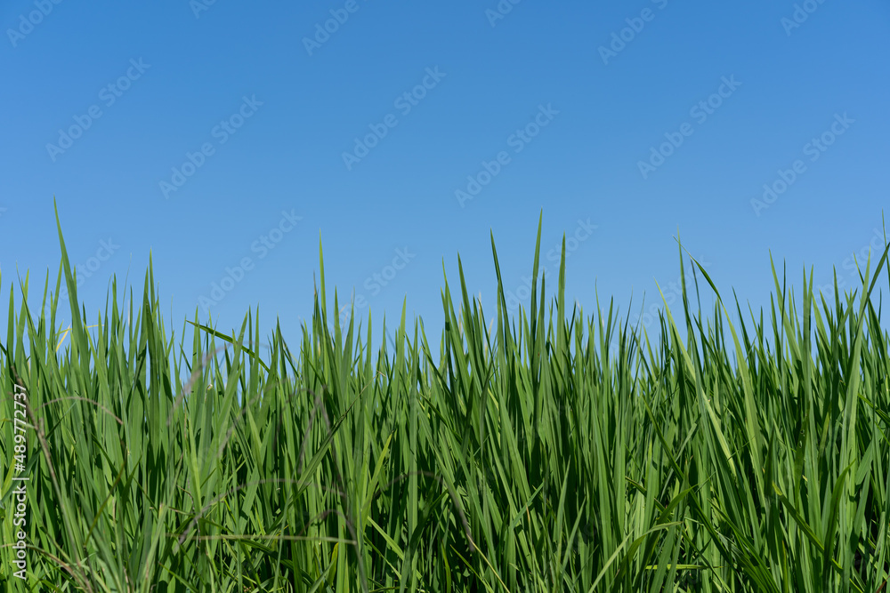 Green rice seedlings that are growing out of a grain of rice. rice field in water season. Green rice seedlings that are growing out of a grain of rice. rice field in water season.