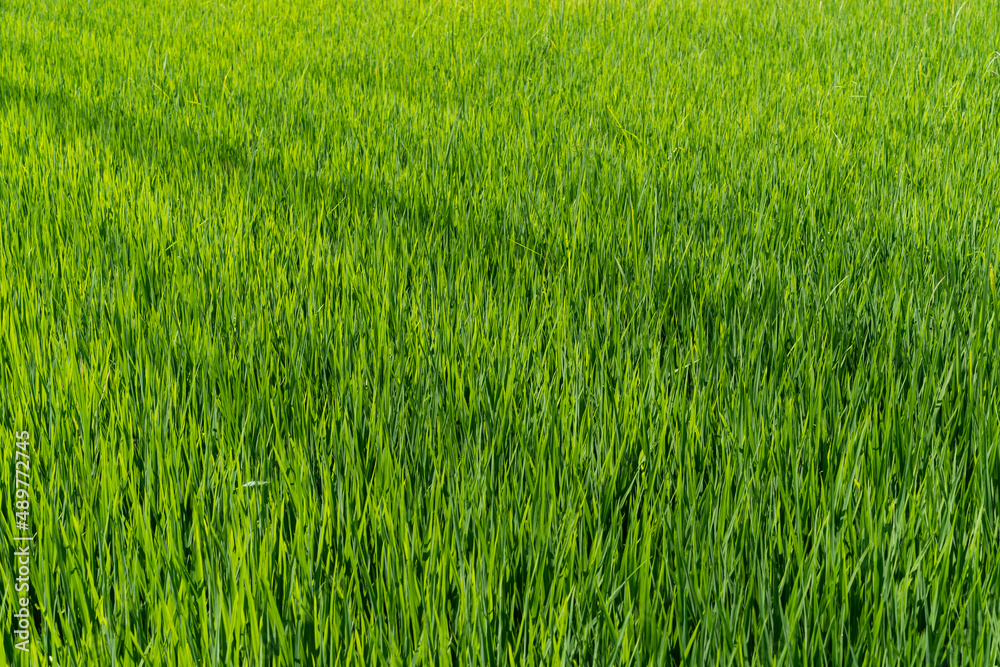 Green rice seedlings that are growing out of a grain of rice. rice field in water season. Green rice seedlings that are growing out of a grain of rice. rice field in water season.