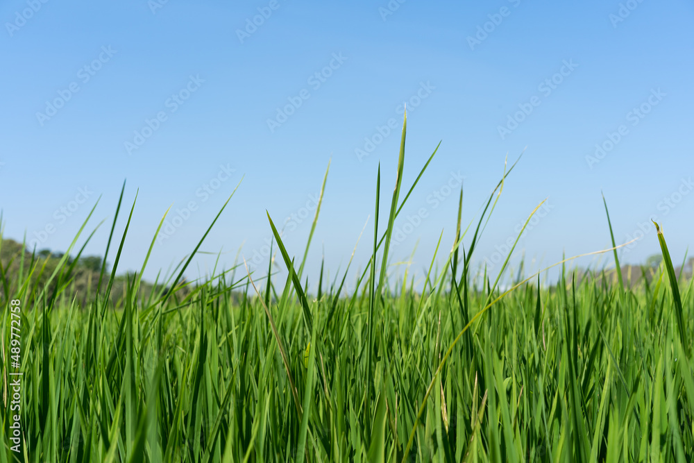 Green rice seedlings that are growing out of a grain of rice. rice field in water season. Green rice seedlings that are growing out of a grain of rice. rice field in water season.
