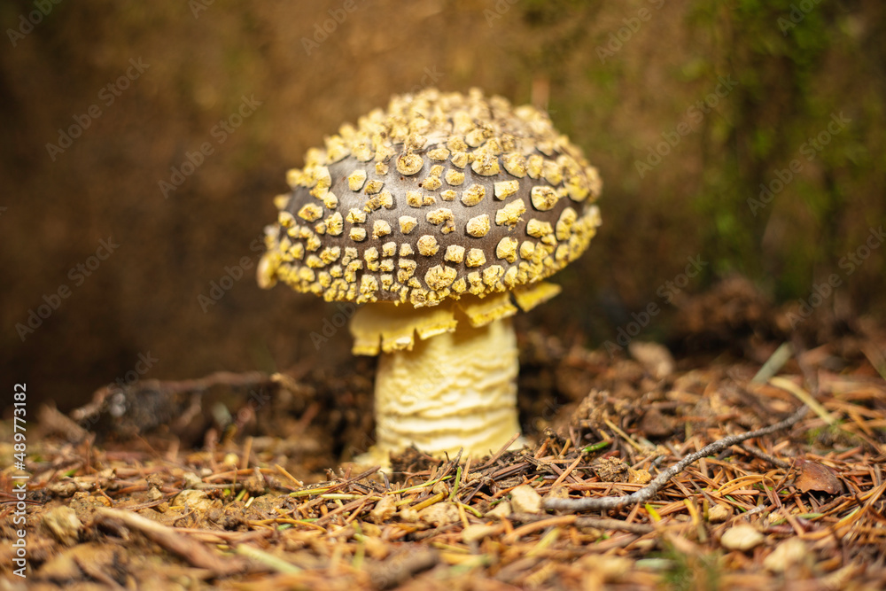 Amanita Mushroom