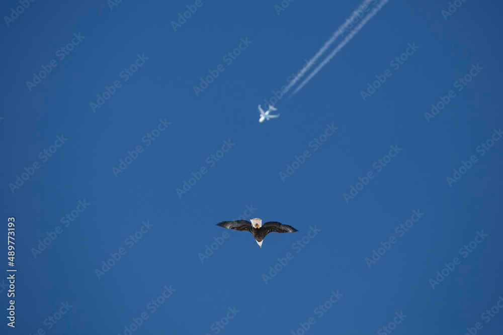 Fototapeta premium Bald Eagle and Airplane 