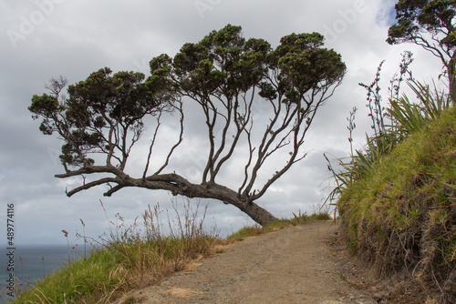 Picturesque landscape with tree at the cliff  sea and rainy clouds on background  New Zealand.