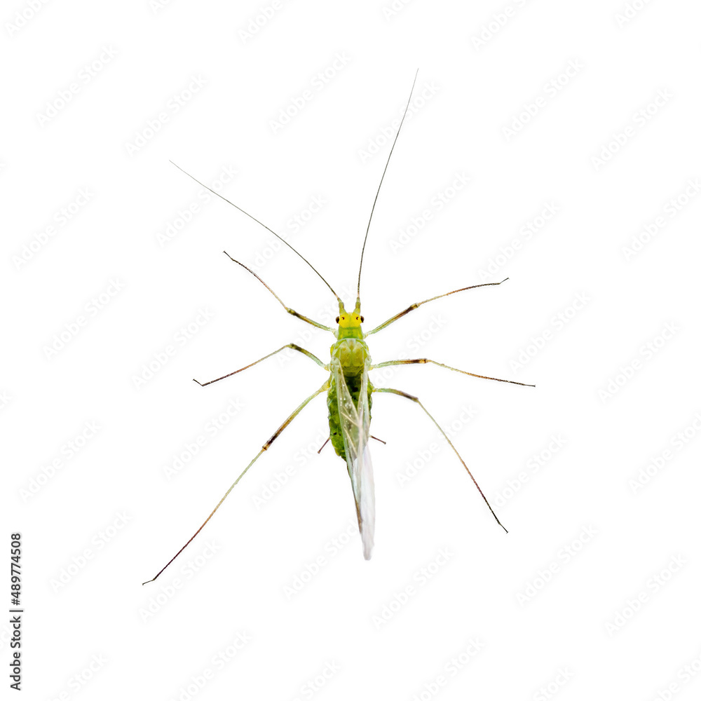 Green Fly or Aphid Parasite Pest Insect Isolated on White Background Green Fly or Aphid Parasite Pest Insect Isolated on White Background