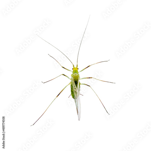 Green Fly or Aphid Parasite Pest Insect Isolated on White Background