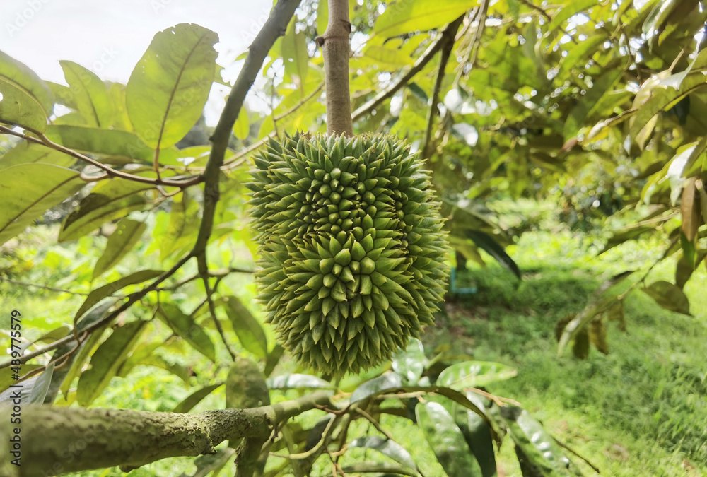 Close up of young durian fruit hanging on a branch. Close up of young durian fruit hanging on a branch.