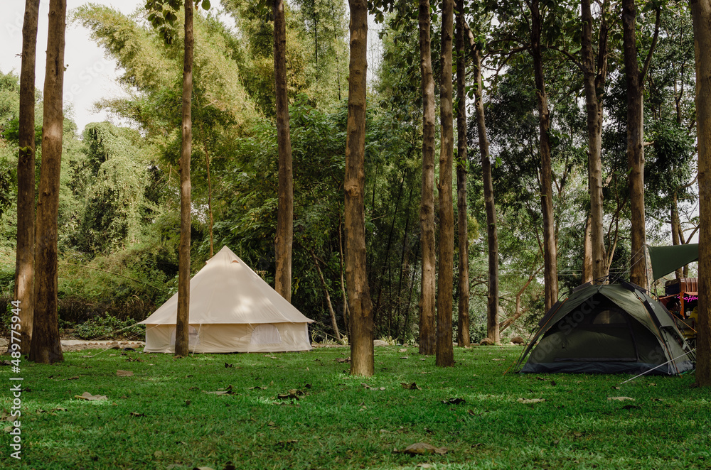 Camping area landscape. Natural area with big trees and green grass, camping tent.
