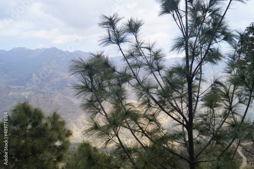 trees in the mountains