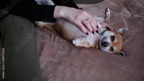 The girl strokes and scratches a contented little dog lying on the bed.