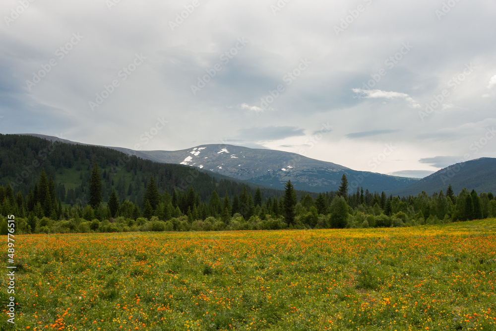 Floral meadow with orange flowers and mount background