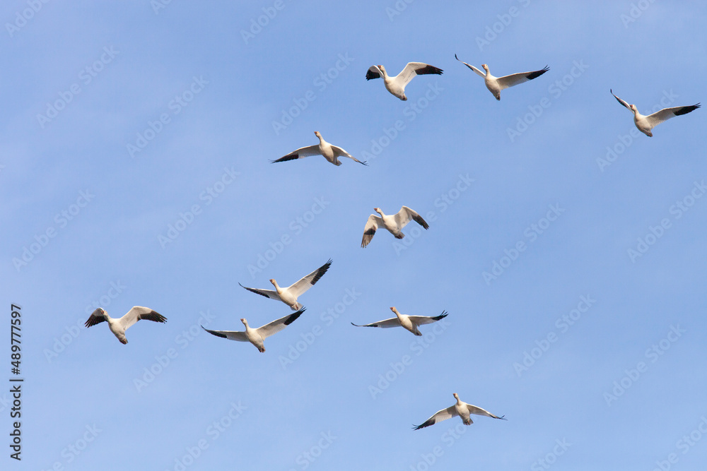 Snow Geese, Anser caerulescens, make a stop during there annual migration at Middle Creek Wildlife Management Area in Stevens, Pennsylvania U.S.A. on February 23, 2022.
