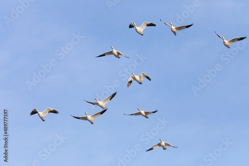 Snow Geese, Anser caerulescens, make a stop during there annual migration at Middle Creek Wildlife Management Area in Stevens, Pennsylvania U.S.A. on February 23, 2022.