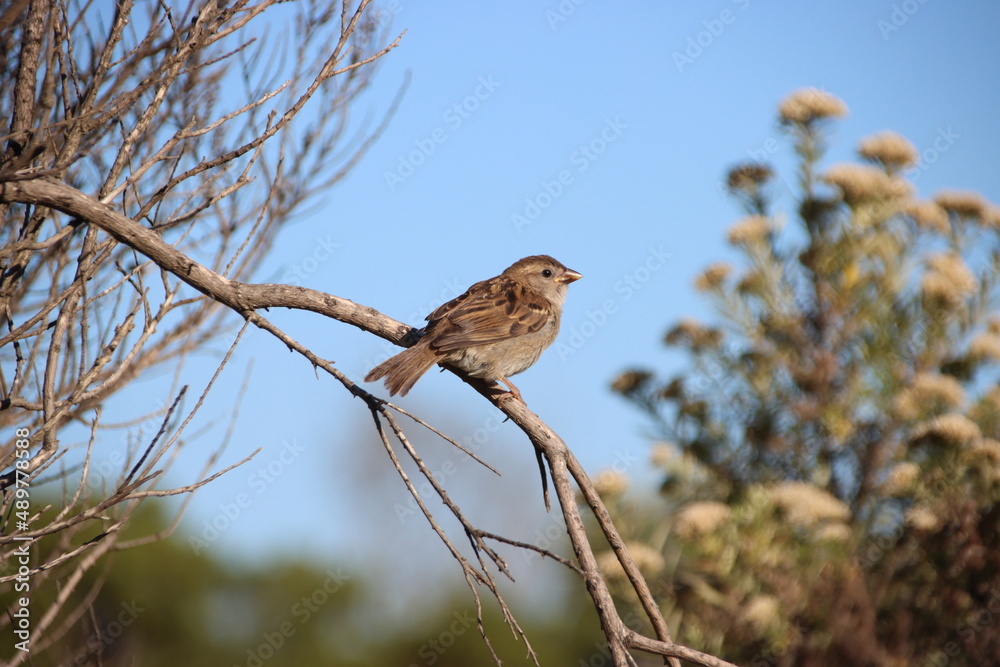 Sparrow (Passer domesticus), south-west Victoria, Australia. Sparrow (Passer domesticus), south-west Victoria, Australia.