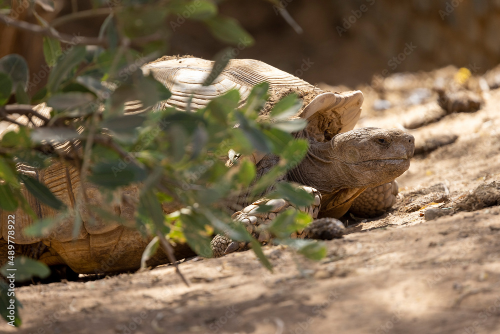 Vorderkörper einer ruhenden Spornschildkröte in der Seitenansicht