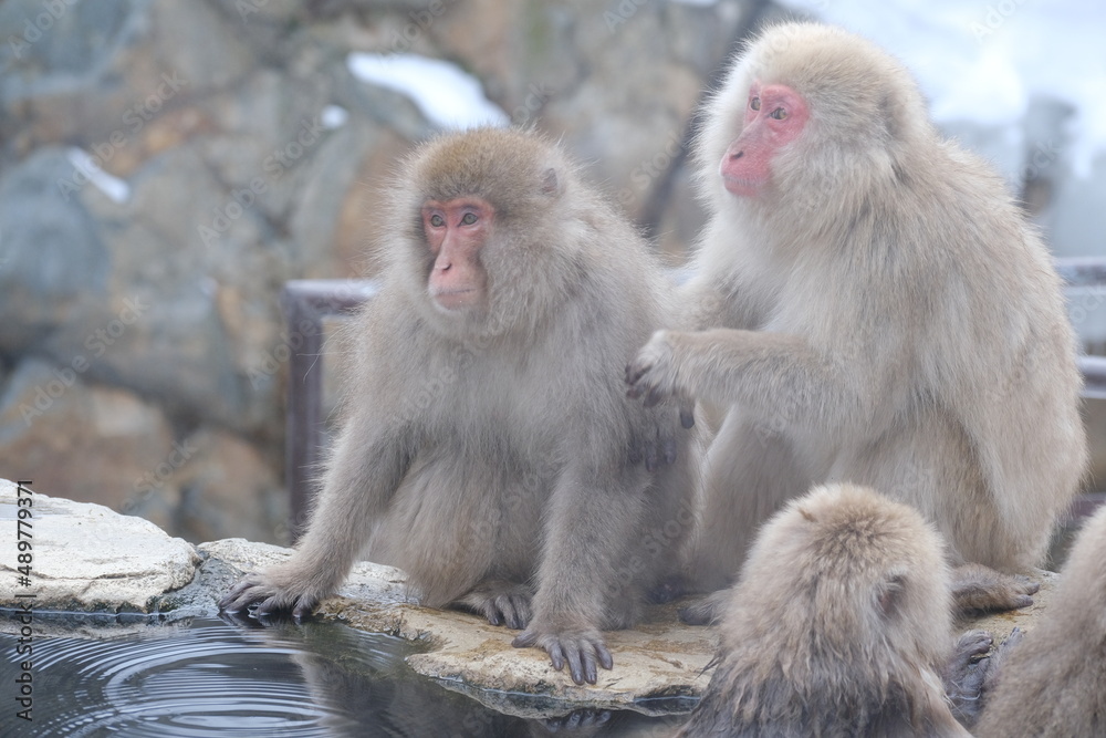 wild snow monkey 地獄谷野猿公苑のサル