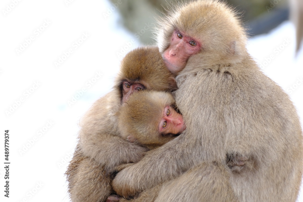 wild snow monkey 地獄谷野猿公苑のサル wild snow monkey 地獄谷野猿公苑のサル