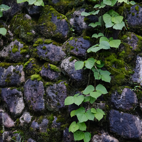 Close up old stone wall covered with moss and vines, in Japan