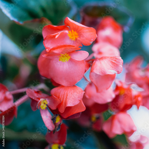 colombian flowers