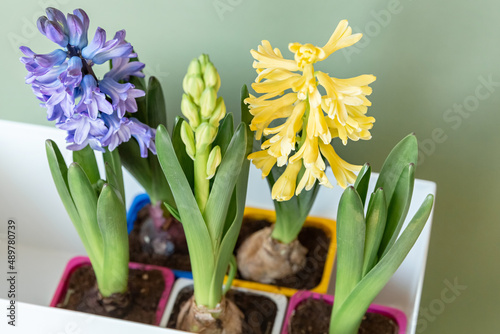 The concept of landscaping and landscape design, primroses. Seedlings, tubers, bulbs of hyacinths, yellow and lilac hyacinth flowers in multi-colored containers prepared for planting in the ground