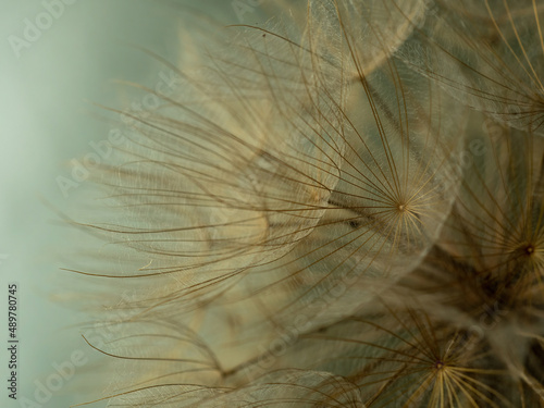 Fototapeta Naklejka Na Ścianę i Meble -  Dandelion on a gray background macro. Fluffy. Selective focus