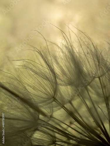 Dandelion macro on a beige background. Airy and light natural background. Selective focus