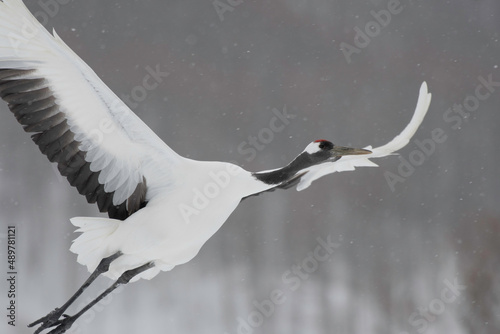 Red-crowned crane taking off in snowfall