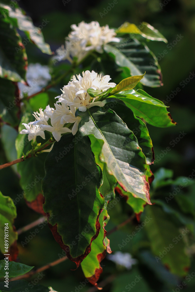 fragrant white coffee flowers blooming with white flowers close-up organic coffee plantation