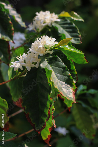 fragrant white coffee flowers blooming with white flowers close-up organic coffee plantation
