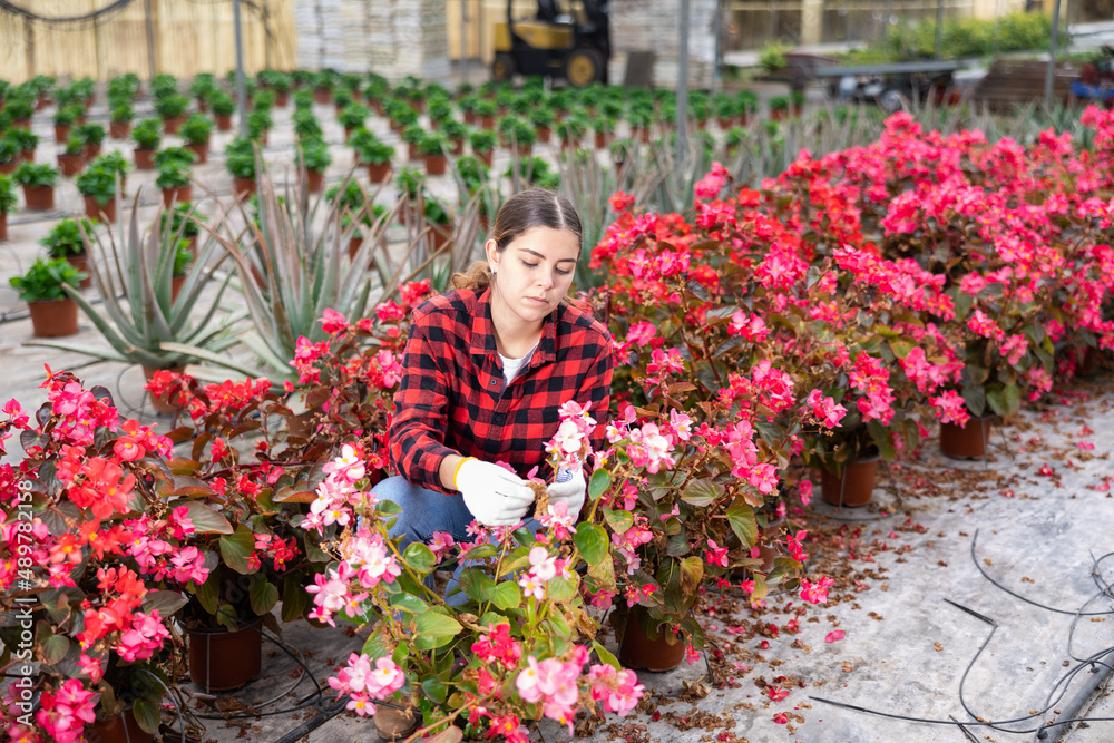 Fototapeta premium Young woman farmer working in a greenhouse checks begonia semperflorens in pots for the presence of flower disease
