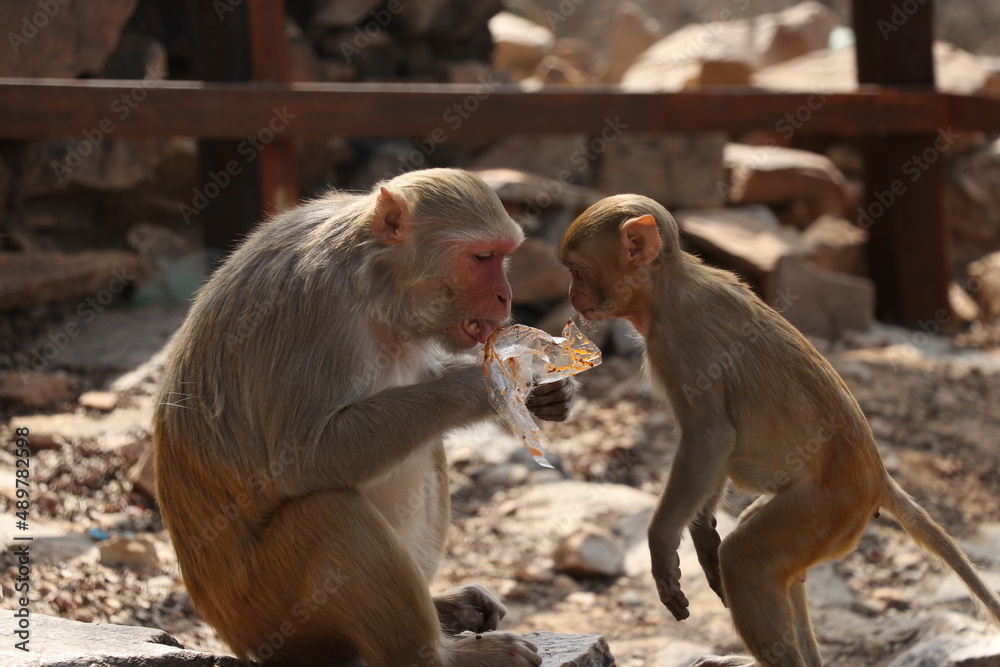 monkey and her baby eating plastic garbage.