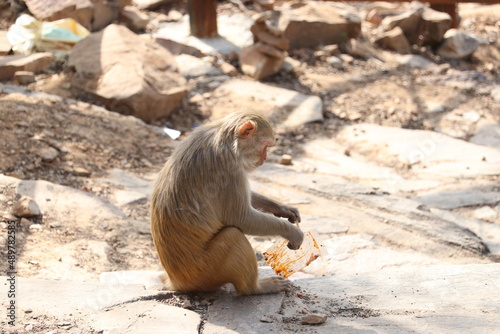 monkey sitting on rock and eating plastic garbage.