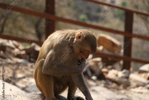 monkey sitting on mount close up.