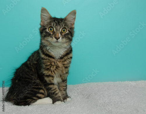 brown tabby cat sitting on a white blanket