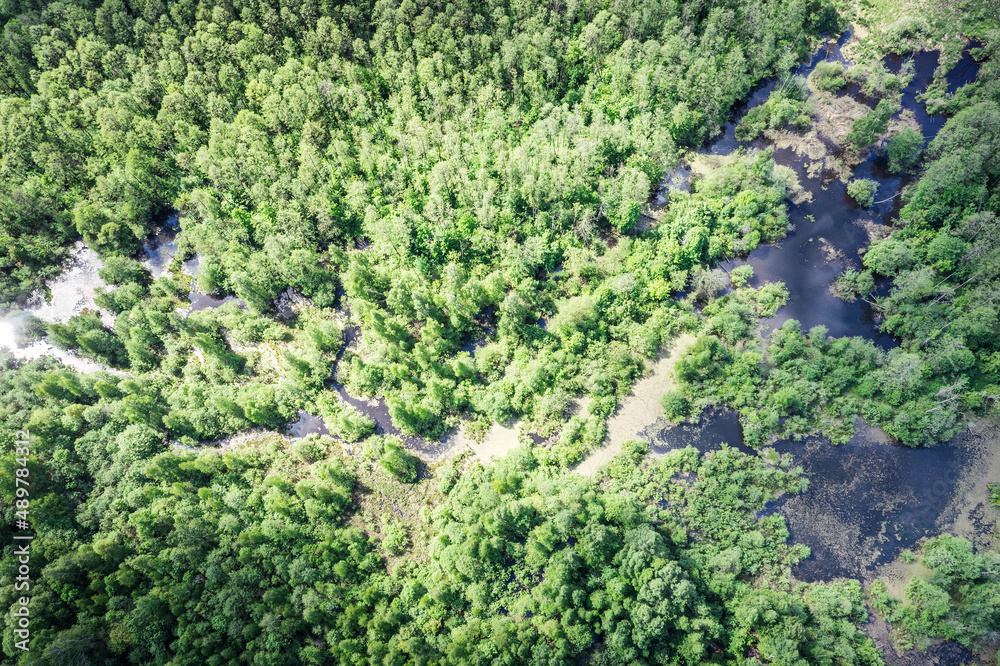 aerial top view of small wetland, swamp and green forest landscape in sunny spring day