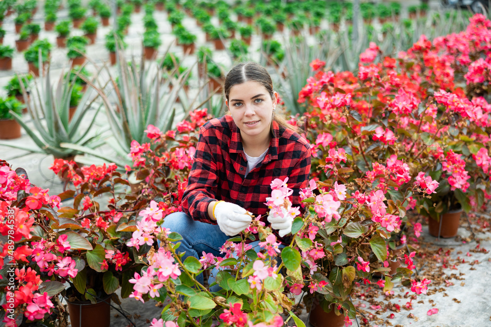 Young woman caring for potted begonia flowers in greenhouse