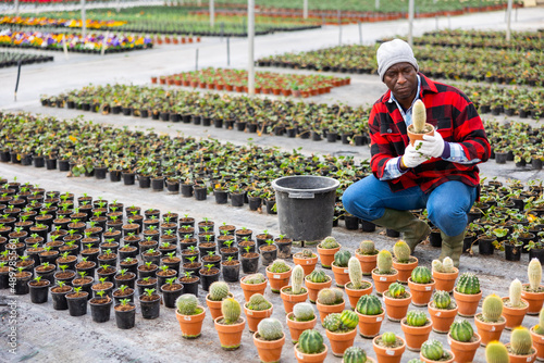 African american man greenhouse worker checking cactus pots