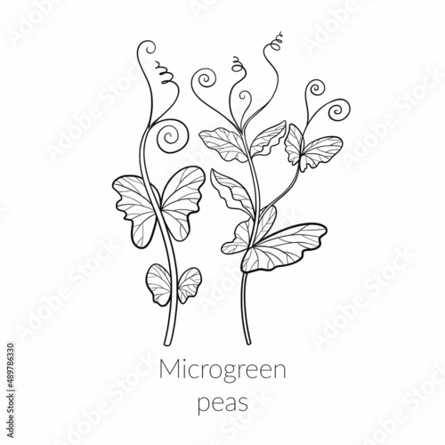 Young microgreen pea sprouts, peas microgreen growing, young green leaves, healthy lifestyle concept, vegan healthy food. Vector line graphics on a white background, line art, one line.